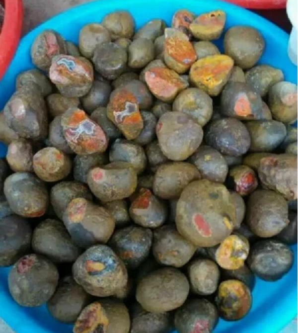 Chúng có màu vàng xám, kích thước cỡ bằng quả trứng vịt. Một ngày, ông quyết định thử xẻ đôi chúng ra xem bên trong có gi thì bỗng phát hiện ra điều đặc biệt.