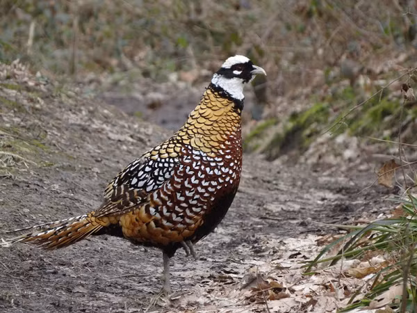 Màu con non là khá đơn giản so với một bộ lông chủ yếu là màu nâu, một chiếc vương miện đen, mặt da bò và màu xám nâu cấm lông đuôi. Chim trĩ ngoạn mục này được sách kỷ lục Guinness có lông đuôi dài tự nhiên hơn bất kỳ loài chim nào trên thế giới.