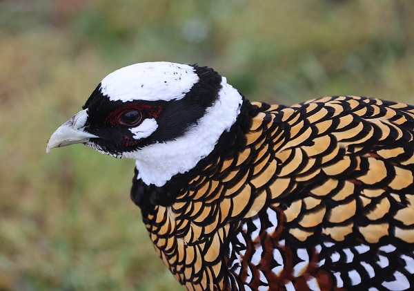 Quần thể chim trĩ hoàng đế bị chia cắt và suy giảm trong khi đối mặt với mất môi trường sống đang diễn ra và săn bắn của cư dân địa phương để làm thức ăn và lấy lông.