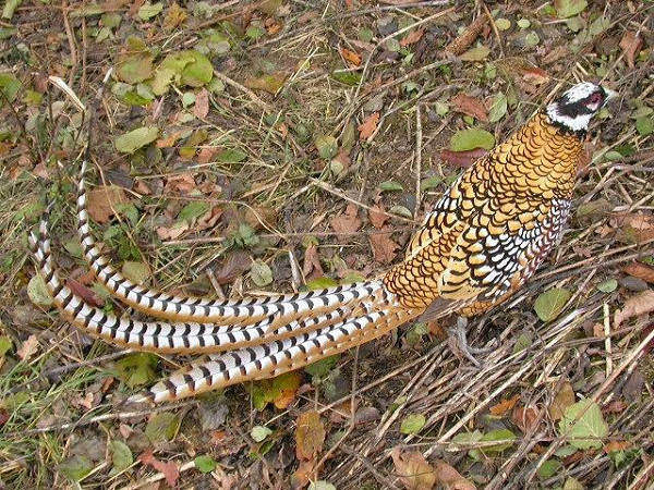 Chim trĩ hoàng đế thiết lập và di chuyển rộng khắp vùng lãnh thổ mà chúng sinh sống, thu hút con cái bằng cách phát ra âm thanh đặc trưng từ tháng ba đến đầu tháng sáu.