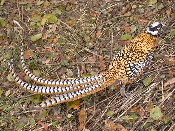 Chim trĩ hoàng đế thiết lập và di chuyển rộng khắp vùng lãnh thổ mà chúng sinh sống, thu hút con cái bằng cách phát ra âm thanh đặc trưng từ tháng ba đến đầu tháng sáu.