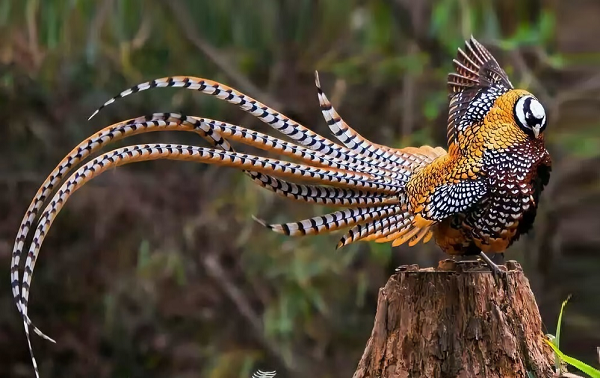 Chim trĩ hoàng đế đã được giới thiệu đến Hawaii, Mỹ, Cộng hòa Séc, Pháp và Vương quốc Anh để chăn nuôi với mục đích chụp ảnh, làm du lịch.