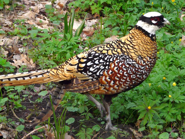 Chim trĩ hoàng đế sống thành đàn khoảng sáu cá thể (đôi khi 10 hoặc nhiều hơn trong mùa thu và mùa đông), phân tán thành các nhóm nhỏ hơn vào tháng ba - đầu của mùa sinh sản.