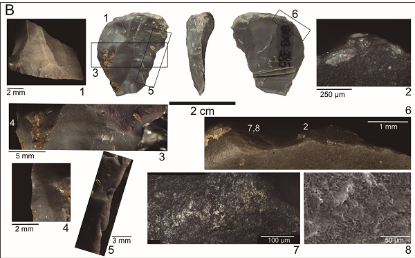 Người Neanderthals tuyệt chủng khoảng 30.000-50.000 năm về trước, chọn châu Âu là "đất hứa" sau khi rời châu Phi. Các nghiên cứu cho thấy về mặt giải phẫu, cơ thể họ có khi còn thẳng và đẹp đẽ hơn người hiện đại chúng ta.