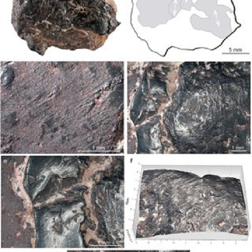 Khoảng 600.000-744.000 năm về trước, một dòng giống mang tên Homo heidellbergensis thuộc chi Người (Homo) bắt đầu phân tách.