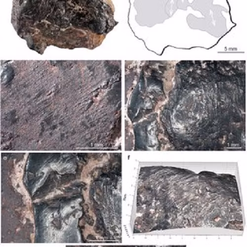 Khoảng 600.000-744.000 năm về trước, một dòng giống mang tên Homo heidellbergensis thuộc chi Người (Homo) bắt đầu phân tách.