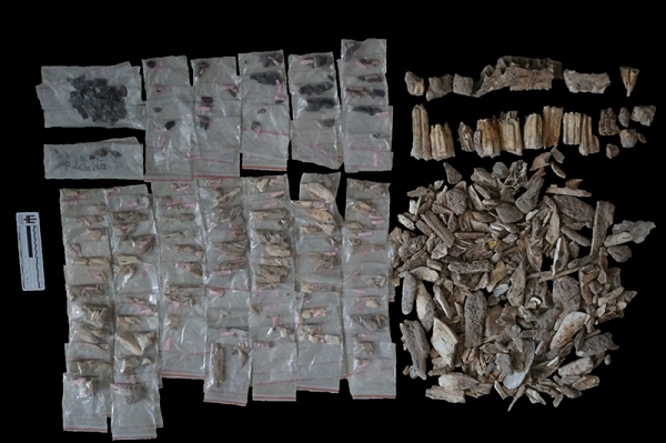 Các bằng chứng quanh đó cho thấy cả Homo sapiens, người Neanderthals và Denisovans đều có thể hiện điện tại đây, thậm chí là cùng chung sống bởi như đã biết, các loài này vẫn thường xuyên hôn phối dị chủng.