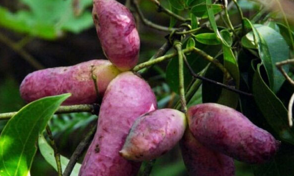 Dưa bát nguyệt ưa môi trường rộng rãi và ẩm ướt, chịu được cả nóng và lạnh, dưa bát nguyệt có thể leo rất cao, mọc rất nhiều ở những khu rừng cây cối không quá rậm rạp và sườn núi.