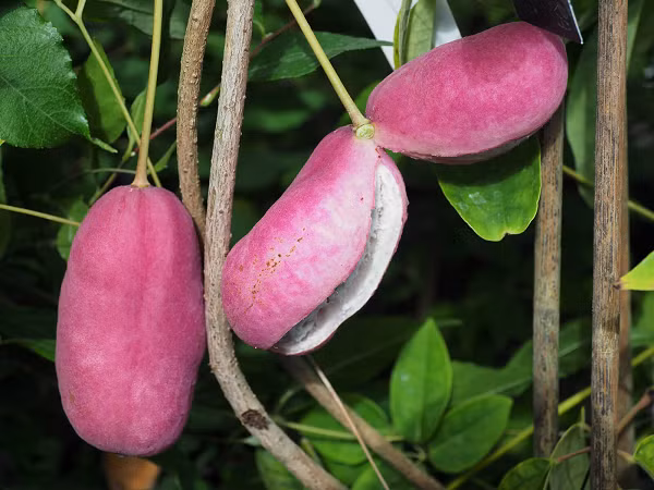 Cách đây không lâu, ở Việt Nam cũng có bán loại quả lạ này với giá 250.000 đồng/quả, mỗi thùng năm quả có giá tới 1,45 triệu đồng.