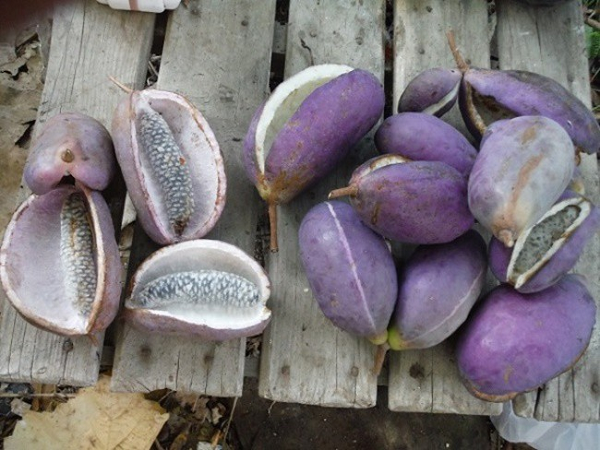 Dưa bát nguyệt là một loại quả vị rất ngọt và thơm, nhưng nhược điểm của chúng là có quá nhiều hạt, hạt và thịt lại dính liền với nhau.