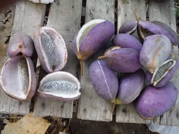 Dưa bát nguyệt là một loại quả vị rất ngọt và thơm, nhưng nhược điểm của chúng là có quá nhiều hạt, hạt và thịt lại dính liền với nhau.