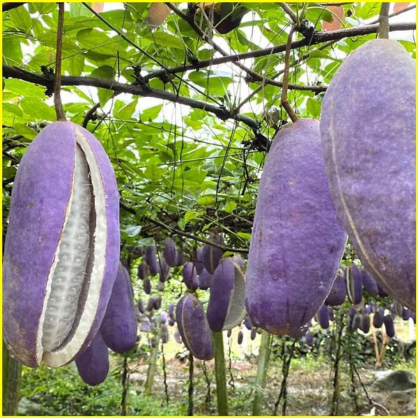 Thịt của dưa bát nguyệt rất giàu vitamin và axit amin. Không chỉ là loại trái cây được yêu thích ở nông thôn mà dưa bát nguyệt còn có thể dùng làm thuốc và làm đẹp. Ở nông thôn, người nông dân còn sử dụng loại quả này để cho lợn nái ăn, giúp lợn mẹ thông sữa.