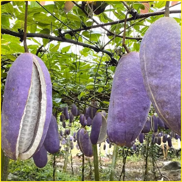 Thịt của dưa bát nguyệt rất giàu vitamin và axit amin. Không chỉ là loại trái cây được yêu thích ở nông thôn mà dưa bát nguyệt còn có thể dùng làm thuốc và làm đẹp. Ở nông thôn, người nông dân còn sử dụng loại quả này để cho lợn nái ăn, giúp lợn mẹ thông sữa.