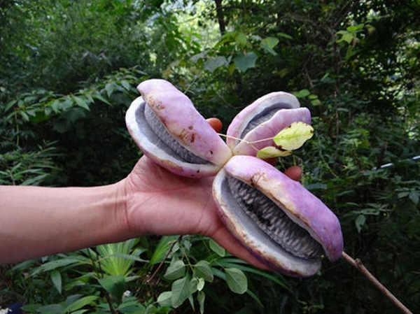 Người dân địa phương gọi là dưa bát nguyệt hay khoai lang rừng. Nó còn có tên gọi dân dã khác là "dưa quả tháng 8". Sở dĩ nó có tên như vậy là bởi loại quả này chín vào tháng 8 âm lịch.