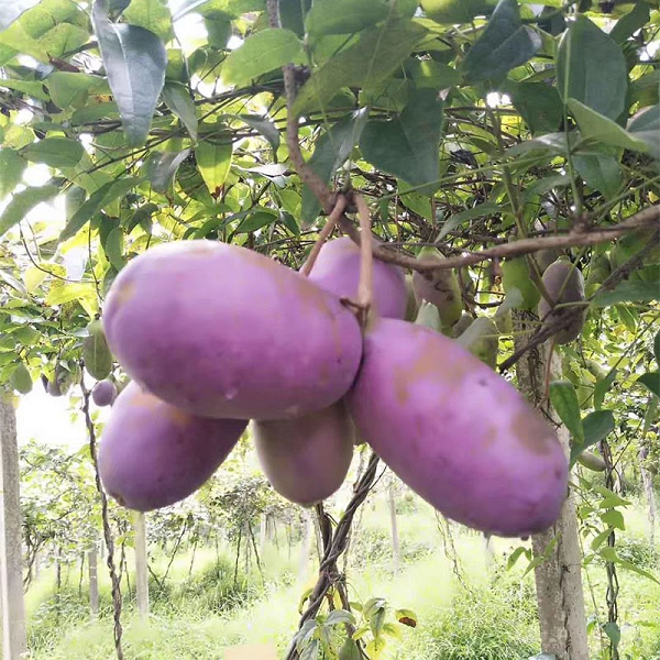 Hiện nay, dưa bát nguyệt bắt đầu được đưa vào sử dụng rộng rãi ở các thành phố. Thế nhưng, do loại quả này thường mọc tự nhiên và mỗi năm chỉ ra quả 1 lần nên giá thành vẫn còn khá cao.