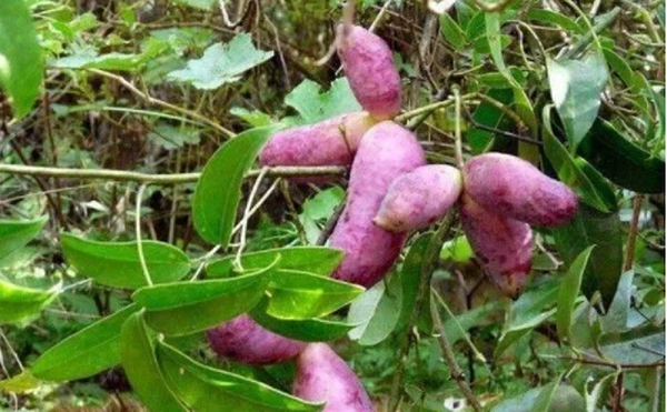 Tại vùng quê ở miền Nam Trung Quốc, có một loại quả dân dã có vẻ ngoài rất giống với những củ khoai lang tím, tuy nhiên, chúng lại mọc ở trên cây.