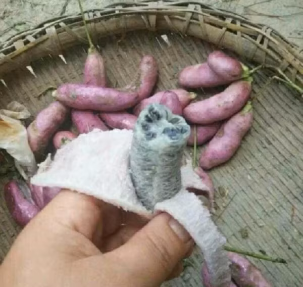 Ai ai khi nhìn thấy cũng đều thấy lạ lẫm, nhưng theo những người dân trong làng chúng có tên khoa học là Holboellia latifolia Wall và thường phát triển ở các vùng thung lũng và sườn đồi trên cao.