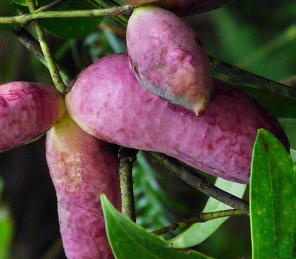 Quả dưa bát nguyệt sau khi chín đã tách 1 đường, có thể trực tiếp ăn luôn. Quả này có thể dùng làm rượu hoặc chiết xuất làm nước trái cây, lấy mật.