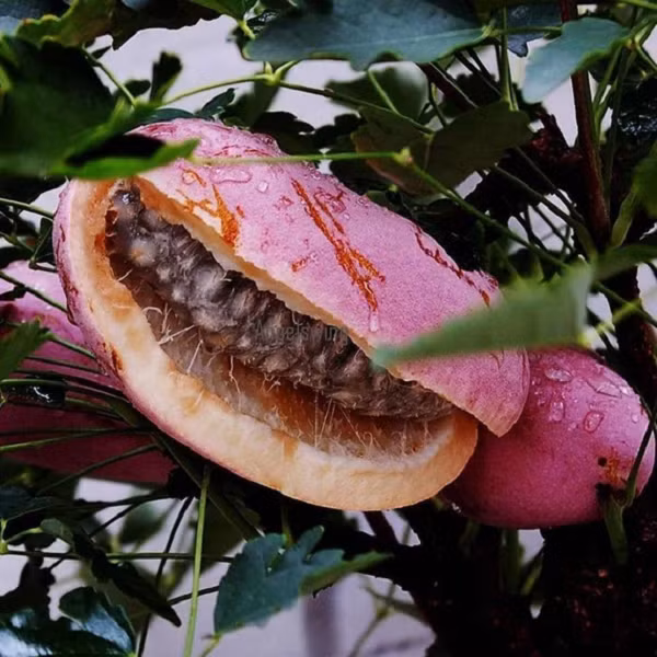 Ngoài làm đồ ăn, loại dưa này còn được dùng làm thuốc chữa bệnh rụng tóc, táo bón, hắc lào và nhiều bệnh khác.