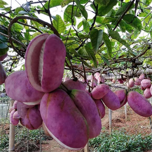 Dưa bát nguyệt có 3 màu vàng, xám ghi và tím. Phổ biến hơn cả là màu xám và vàng, bên trong có rất nhiều hạt màu trắng. Dưa bát nguyệt thuộc họ Mộc thông, và xuất hiện nhiều ở các tỉnh như Hồ Nam, Quý Châu, Tứ Xuyên, Hồ Bắc… của Trung Quốc.