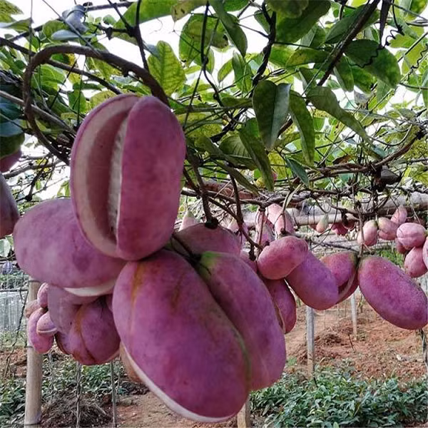 Dưa bát nguyệt có 3 màu vàng, xám ghi và tím. Phổ biến hơn cả là màu xám và vàng, bên trong có rất nhiều hạt màu trắng. Dưa bát nguyệt thuộc họ Mộc thông, và xuất hiện nhiều ở các tỉnh như Hồ Nam, Quý Châu, Tứ Xuyên, Hồ Bắc… của Trung Quốc.