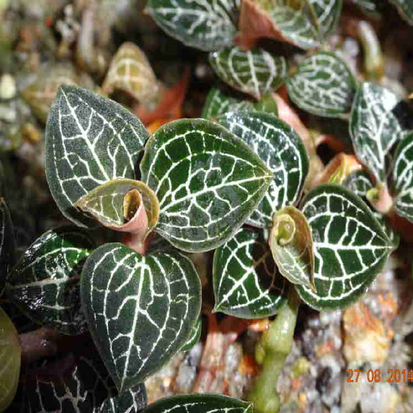 Loài cây này ưa độ ẩm và bóng râm, kỵ ánh sáng và phát triển tốt trong môi trường đất nhiều mùn, tơi xốp, thoáng khí nên thường được tìm thấy ở các triền núi đá vôi, dọc theo khe suối, dưới các tán cây to.