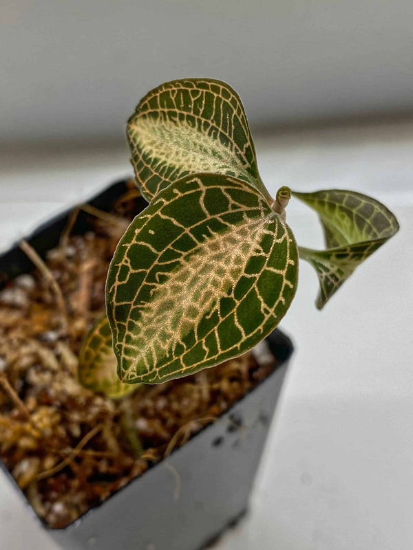 Ở Việt Nam, giống cây này đã bị người dân khai thác vô tội vạ để bán cho các thương lái thu mua tại địa phương. Vì vậy lan kim tuyến đã được đưa vào Sách đỏ Việt Nam năm 2007 theo Nghị định 32/2006/NĐ-CP, xếp hạng EN A1a,c,d và bị cấm khai thác sử dụng mục đích thương mại.