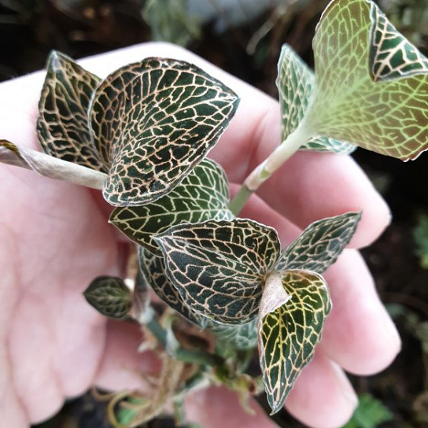 Ngoài những tác dụng trên. Cây lan kim tuyến còn có tác dụng bổ máu, giúp giảm stress, tắng cường sức khỏe, lưu thông khí huyết. Giúp chữa mất ngủ vô cùng hiệu quả.