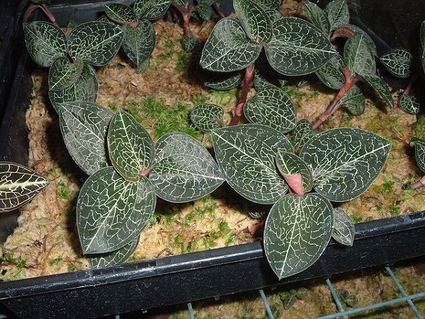 Y học hiện đại cũng công nhận lan gấm là một cây thuốc quý và là khắc tinh bệnh ung thư, xét riêng các chất chiết xuất từ thực vật Chi Lan Kim Tuyến thì đây đều là những chất bổ sung để ngăn ngừa và điều trị bệnh lý ác tính của con người.