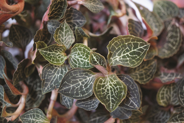 Đó thực chất chính là cây lan kim tuyến hay còn gọi là lan gấm (tên khoa học là Anoectochilus setaceus). Đây là một loài địa lan quý hiếm có hoa nhỏ nhưng màu sắc lá và vân lá rất đa dạng và rất đẹp.