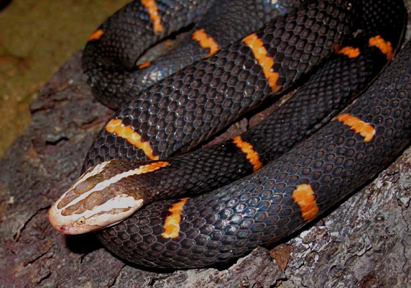 Rắn lục đầu bạc (Azemiops feae) là loài rắn nguyên thủy và có độc tính kinh khủng nhất mà giới khoa học nghiên cứu từng biết đến. Rắn lục đầu bạc có kích cỡ trung bình, đầu hơi dẹp phân biệt rõ với cổ, dài khoảng 80cm.