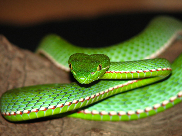 Rắn lục Von-gen (Viridovipera vogeli) được coi là một trong những kẻ săn đêm máu lạnh, giỏi và khôn ngoan nhất trong các loài rắn, chỉ với một cú đớp mạnh, con mồi sẽ phải trả giá bằng mạng sống của mình.