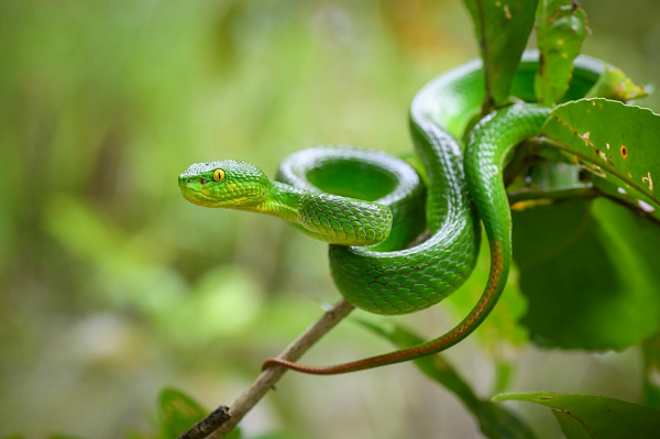 Rắn lục đuôi đỏ (Trimeresurus albolabris) là loài rắn cực độc trong số các loại rắn lục, mình xanh và đuôi có màu nâu đỏ, chiều dài tối đa khoảng 60 cm với cân nặng khoảng 300gram.
