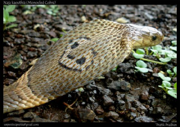 Rắn hổ đất (Naja kaouthia) mỗi khi bị kích thích, cổ của loài rắn bành ra rất đáng sợ. Chỉ một lượng nhỏ nọc độc của loài rắn này cũng có thể khiến con mồi chết bất đắc kỳ tử.