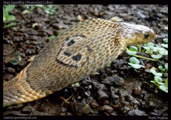 Rắn hổ đất (Naja kaouthia) mỗi khi bị kích thích, cổ của loài rắn bành ra rất đáng sợ. Chỉ một lượng nhỏ nọc độc của loài rắn này cũng có thể khiến con mồi chết bất đắc kỳ tử.
