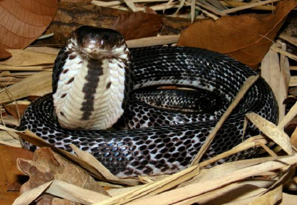 Rắn hổ mèo (Naja siamensis) là một phân loài của rắn hổ phun nọc. Tính khí thay đổi tùy thuộc vào thời gian trong ngày, sáng thì nhút nhát hiền lành, tối đến liền hung dữ, ác độc.