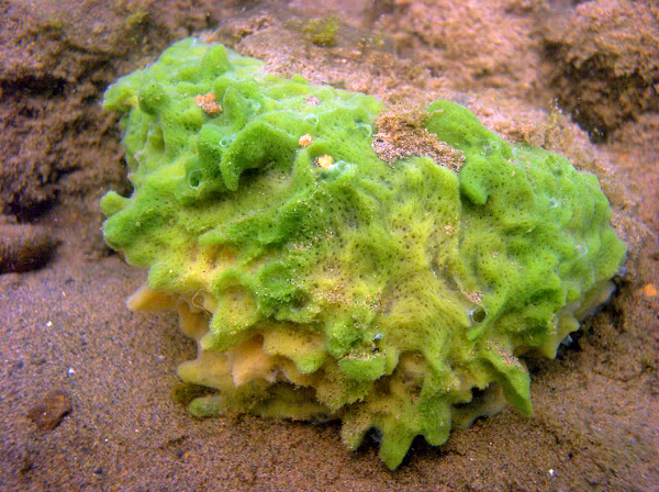 Bên cạnh đó, theo tiến sĩ Rokhaer và các cộng sự, động vật không xương sống bảo tồn các cặp nhiễm sắc thể nguyên thủy một cách khá toàn vẹn thì động vật có xương sống như chúng ta lại chọn cách "trộn" chúng lên khi tiến hóa.