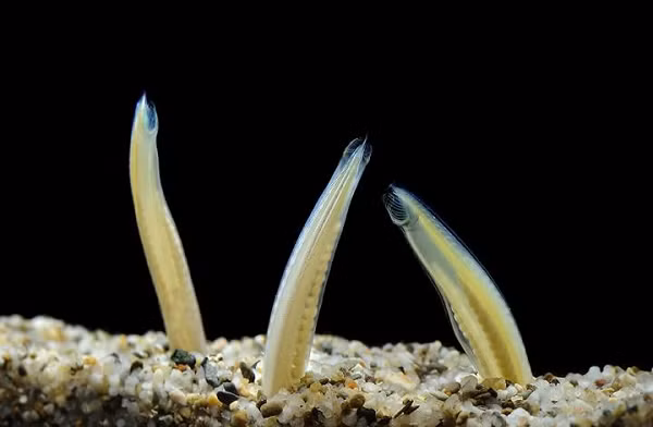 Khi những động vật đại dương đầu tiên xuất hiện và tiến hóa thành động vật không xương sống từ bọt biển đến giun, nhiều nhiễm sắc thể trong số này vẫn giữ nguyên trong vòng hơn nửa tỉ năm.