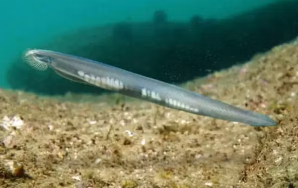 Sau khi phân tích, các nhà khoa học phát hiện ra rằng, những động vật đa bào đầu tiên của Trái Đất mang gene của chúng trên 29 cặp nhiễm sắc thể.