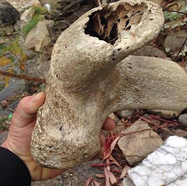 Việc tìm thấy một chiếc cặp của Đức Quốc xã quá gần với vị trí của hộp sọ bí ẩn của Melikov khiến rất nhiều người tin rằng Đức quốc xã có liên hệ với người ngoài hành tinh hoặc họ đã triệu hồi một ác quỷ.