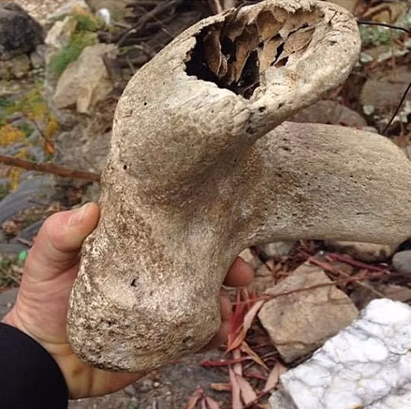 Việc tìm thấy một chiếc cặp của Đức Quốc xã quá gần với vị trí của hộp sọ bí ẩn của Melikov khiến rất nhiều người tin rằng Đức quốc xã có liên hệ với người ngoài hành tinh hoặc họ đã triệu hồi một ác quỷ.