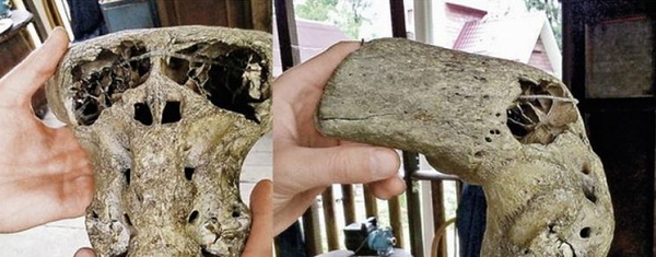 Điều này cho thấy, sinh vật di chuyển bằng hai chân nhưng khác thường là thiếu vắng vòm sọ và hàm, trong khi hố mắt lớn một cách bất thường. Tuy nhiên, xương mặt thì bằng phẳng như ở loài vượn nhân hình. Thật khó mà không nghĩ rằng đây là phần còn lại của một sinh vật ngoài hành tinh”.