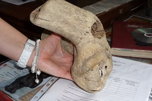 Bên cạnh đó là một chiếc nhẫn và một di cốt trong bộ đồng phục Đức Quốc xã. Câu trả lời cuối cùng cho những phát hiện của Melikov hiện vẫn còn để ngỏ. Ngày nay, những phát hiện, bao gồm chiếc cặp đầu tiên, dường như được cất giấu tại một kho lưu trữ khai quật ở Belovode, Serbia.