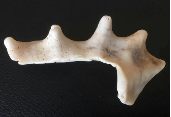 Du cảm thấy rất kỳ lạ nhưng cũng không ai biết chúng chính xác là gi. Đột nhiên, một người dân nói rằng những viên đá này có hình dáng giống như xương của động vật.