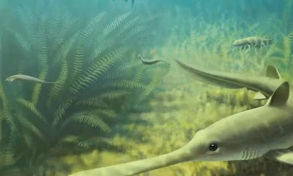 Sau khi kiểm tra và phân tích kỹ càng, các chuyên gia đã kết luận những viên đá này là hóa thạch của các sinh vật biển cổ đại. Chúng còn đạt tới mức độ ngọc hóa.