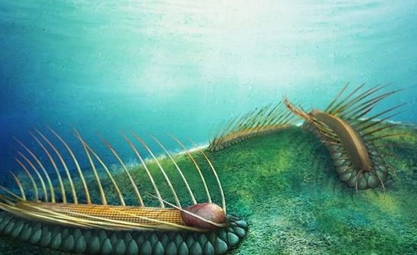 Được biết đây là hóa thạch của một quái vật biển rất quý hiếm và chứa đựng nhiều bí ẩn bên trong. Hình dáng của nó giống như một con sâu, vỏ sò của nó giống như một chiếc mũ bảo hiểm vô cùng cứng cáp, còn những lông cứng nhọn 2 bên thì trông rất đáng sợ.