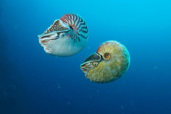 Từ câu nói này, ông Trương đã tìm kiếm các chuyên gia giúp mình kiểm định chúng và tìm ra đáp án cuối cùng.