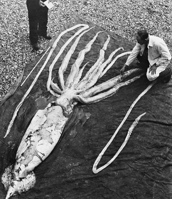 Và trên hết, loài mực này cũng chính là nguyên mẫu đã được thần thánh hóa của Kraken trong các mẩu chuyện thần thoại trước kia! Thế nhưng, người ta tin rằng, quái vật Kraken to bằng một ốc đảo có thể nằm dưới đáy biển và nổi lên bất cứ lúc nào khi bị những con thuyền lớn làm phiền.