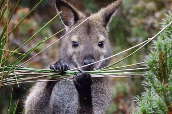 Những chú chuột túi Wallaby thường được tìm thấy ở Australia. Nhưng tại sao chúng lại xuất hiện ở Đảo Lambay, ngoài khơi bờ biển Ireland? Theo Stars Insider, chúng có thể được đưa đến Ireland vào những năm 1950 và đã thích nghi với khí hậu ở đây.