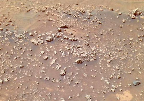 Tàu thám hiểm sao Hỏa Curiosity từng phát hiện cấu trúc khác giống như bông hoa vào năm 2013 và tàu thám hiểm Spirit cũng tìm thấy những tảng đá tương tự được gọi là "súp lơ".